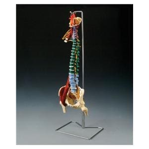 Muscle Spine Disorder Anatomical Adult Model Ea