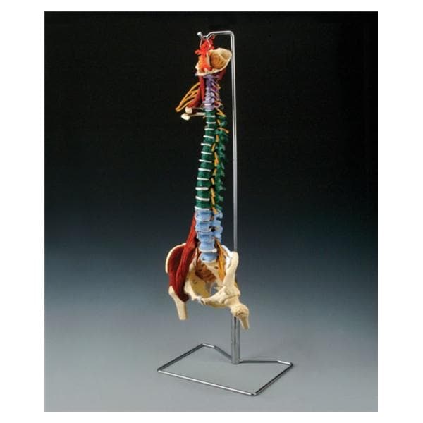 Muscle Spine Disorder Anatomical Adult Model Ea