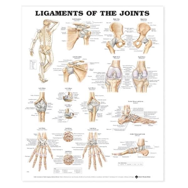 Ligaments of the Joints 20x26" Anatomical Chart Ea