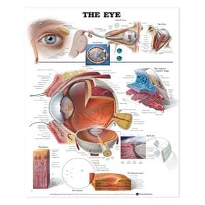 Eye Anatomical Chart Ea