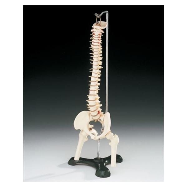 Flexible Desk-Size Vertebral Column Anatomical Adult Model Ea