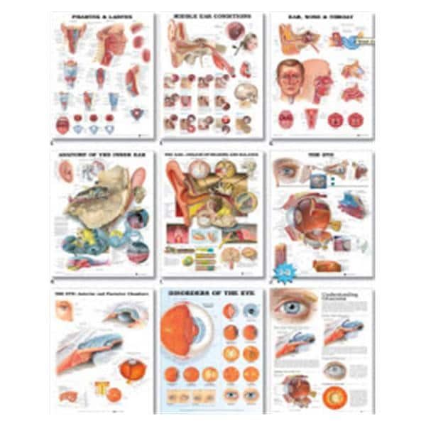 Chronic Obstructive Pulmonary Disease 20x26" Educational Chart Ea