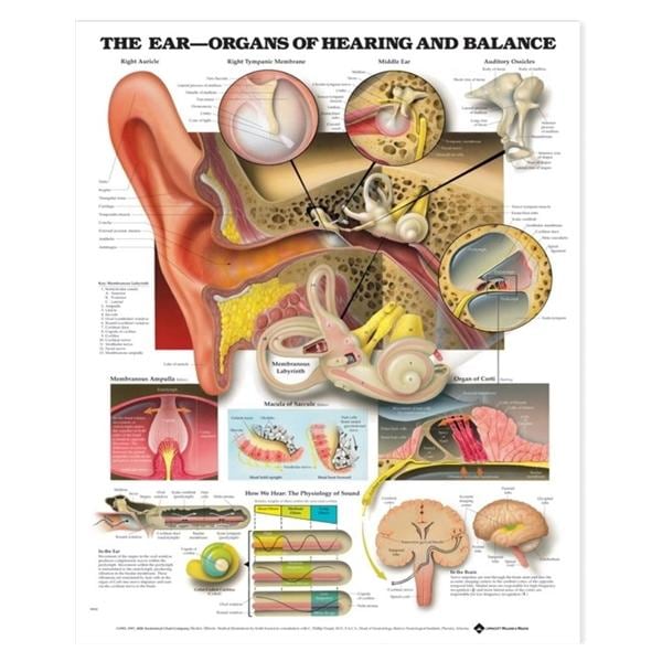 Ear: Organs of Hearing and Balance 20x26" Anatomical Chart Ea