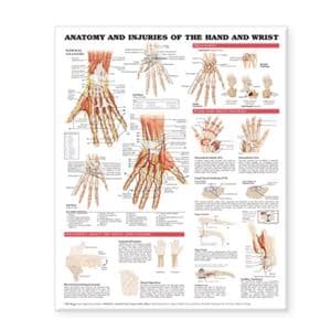 Anatomy and Injuries of the Hand and Wrist 20x26" Anatomical Chart Ea