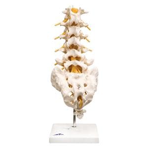 Lumbar Vertebral Column Anatomical Adult Model EA