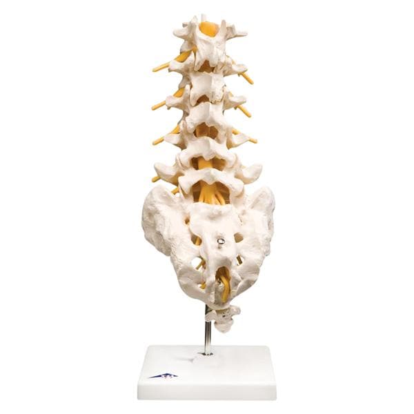 Lumbar Vertebral Column Anatomical Adult Model EA