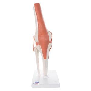 Functional Knee Joint Anatomical Adult Model EA