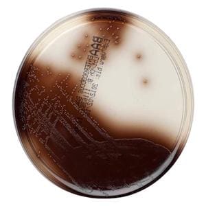 Bile Esculin Azide Agar Culture Monoplate 10/Bx