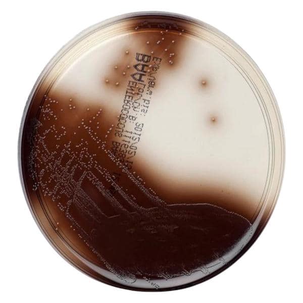 Bile Esculin Azide Agar Culture Monoplate 10/Bx