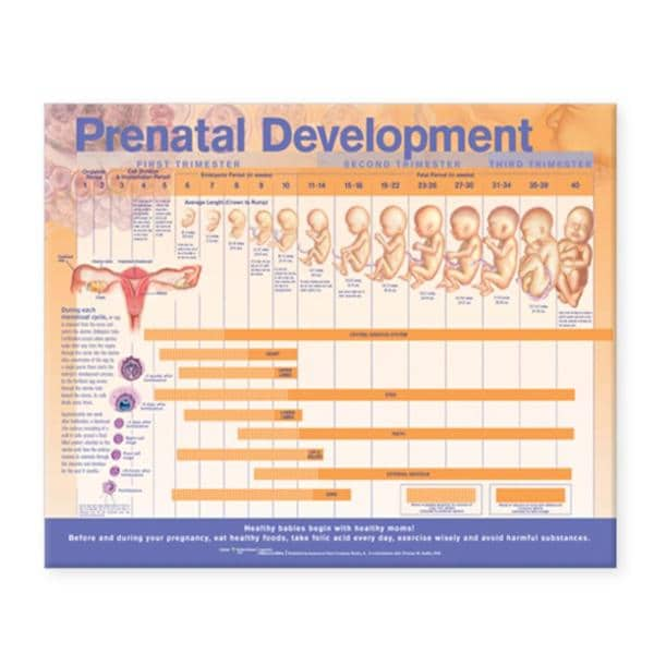 Prenatal Development 20x26" Anatomical Chart Ea