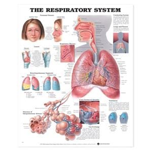 Respiratory System 20x26" Anatomical Chart Ea