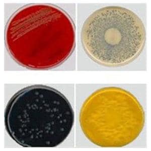 Culture Nutrient Agar Monoplate 10/Pk