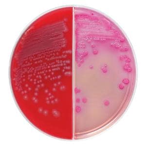 TSA: Trypticase Soy Agar Culture Media 5% Sheep Blood Biplate 10/Pk