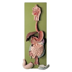 Human Digestive Tract Anatomical Adult Model Ea