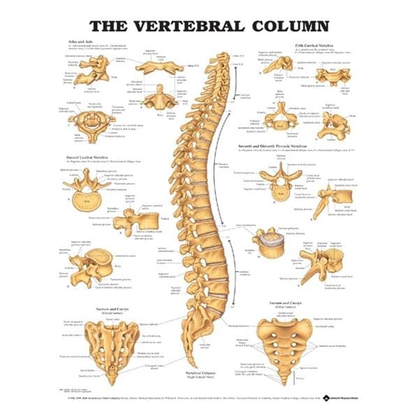 The Vertebral Column 20x26" Anatomical Chart Ea