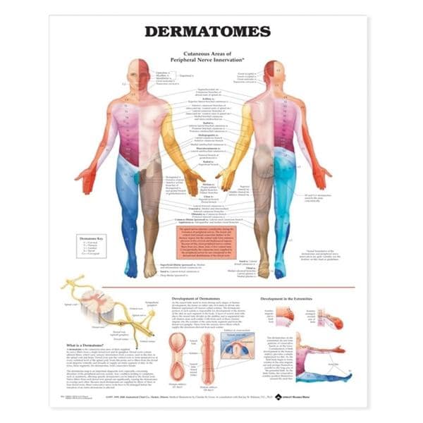 Dermatomes 20x26" Anatomical Chart Ea