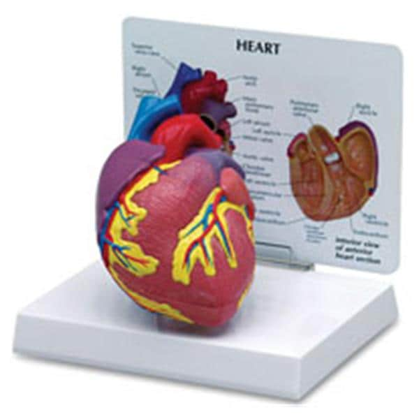 Heart Anatomical Model Ea