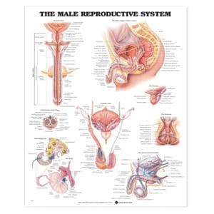 Male Reproductive System 20x26" Anatomical Chart Ea