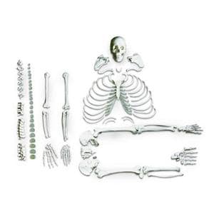 Disarticulated Skeleton Anatomical Model Ea