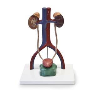 Urinary System Anatomical Model Ea