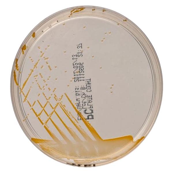 Plate Count Agar Monoplate 10/Pk