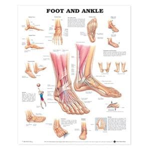 Foot And Ankle 20x26" Anatomical Chart Ea