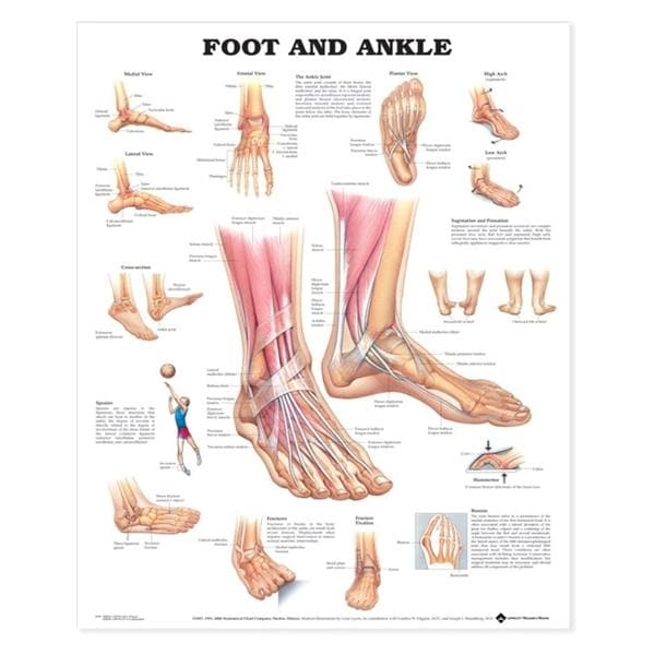 Foot And Ankle 20x26" Anatomical Chart Ea