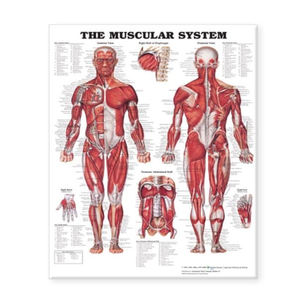 The Muscular System 20x26" Anatomical Chart Ea