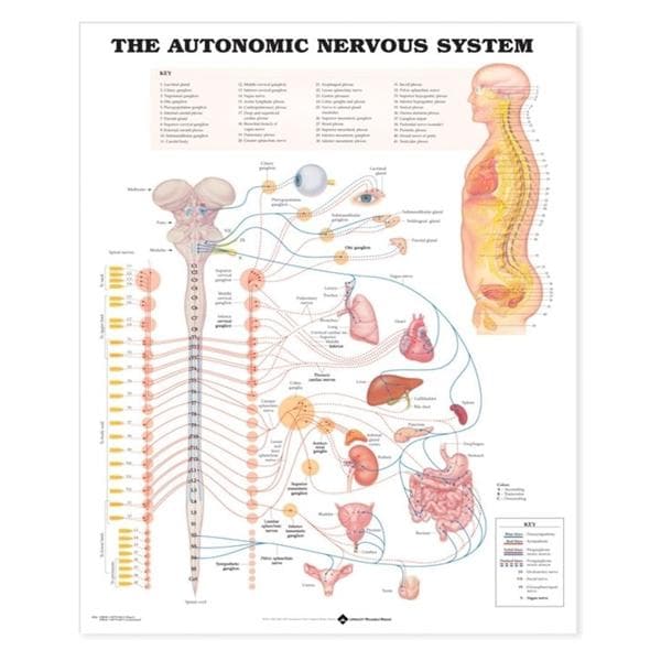 The Autonomic Nervous System 20x26" Anatomical Chart Ea