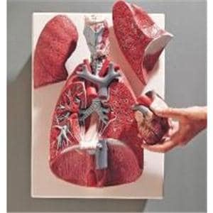 3B Scientific Thoracic Organs Model Ea