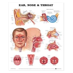 Ear Nose and Throat 19" x 26" Anatomical Chart Ea