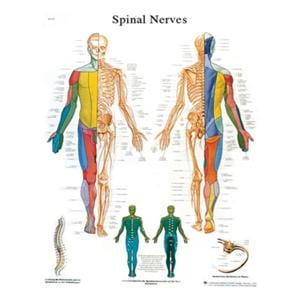 Spinal Nerves 20x25" Anatomical Chart Ea