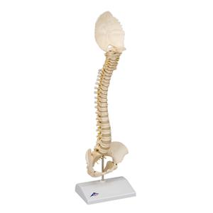 Pediatric Spine (BONElike) Anatomical Model Ea