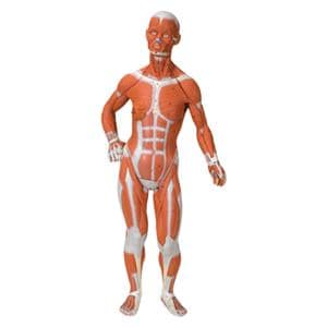 Muscular Figure Anatomical Model Ea