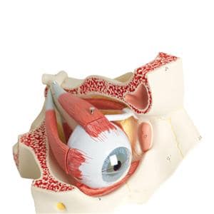 Eye Anatomical Model Ea