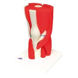 Knee Joint Anatomical Model Ea