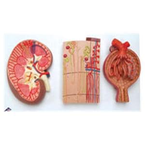 Kidney Section/Nephrons/Blood Anatomical Model Ea