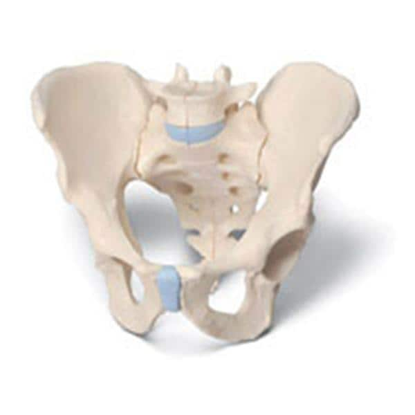 Pelvis Anatomical Male Model Ea