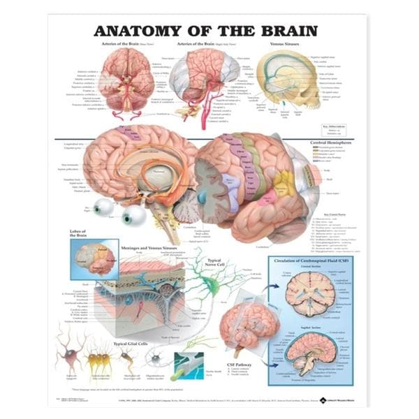 Anatomy of The Brain 19" x 26" Clinical Chart Ea