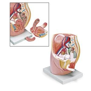 Pelvis Section Anatomical Female Model Ea