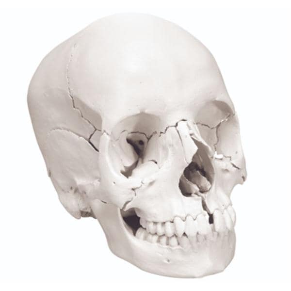 Anatomical Skull Demonstration Model Ea