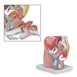 Educational Male Pelvis Model Ea