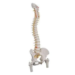 Flexible Spine Anatomical Model Ea