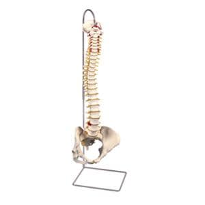 Flexible Spine Anatomical Female Model Ea