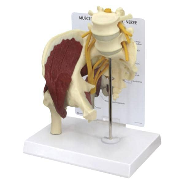 Muscled Hip Joint Human Anatomy Model Ea