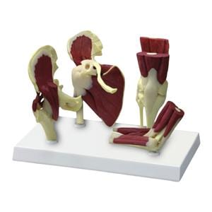 Muscled Joint Anatomical Model Set Ea