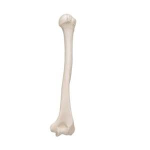 Humerus Human Body Model Ea