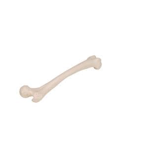 Femur Human Body Model Ea