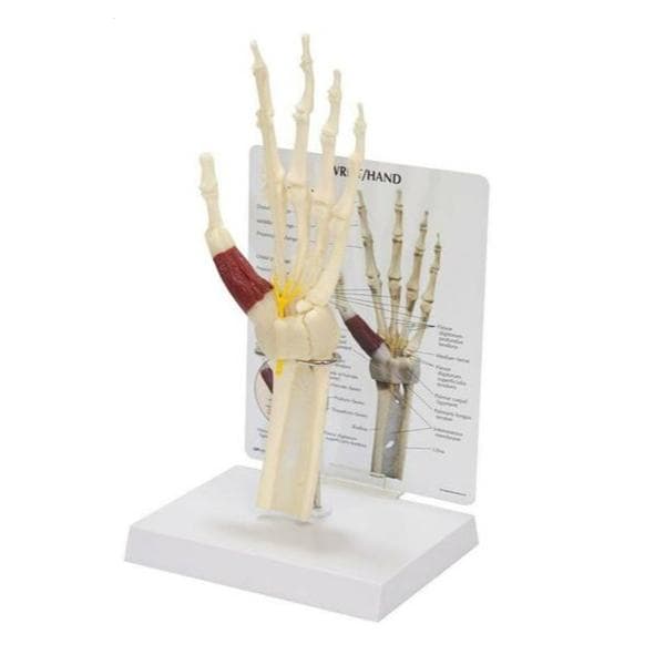 GPI Anatomicals Wrist and Hand Carpal Tunnel Syndrome Model Ea