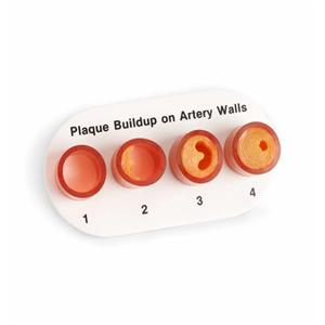 Artery Sections Anatomical Model Ea